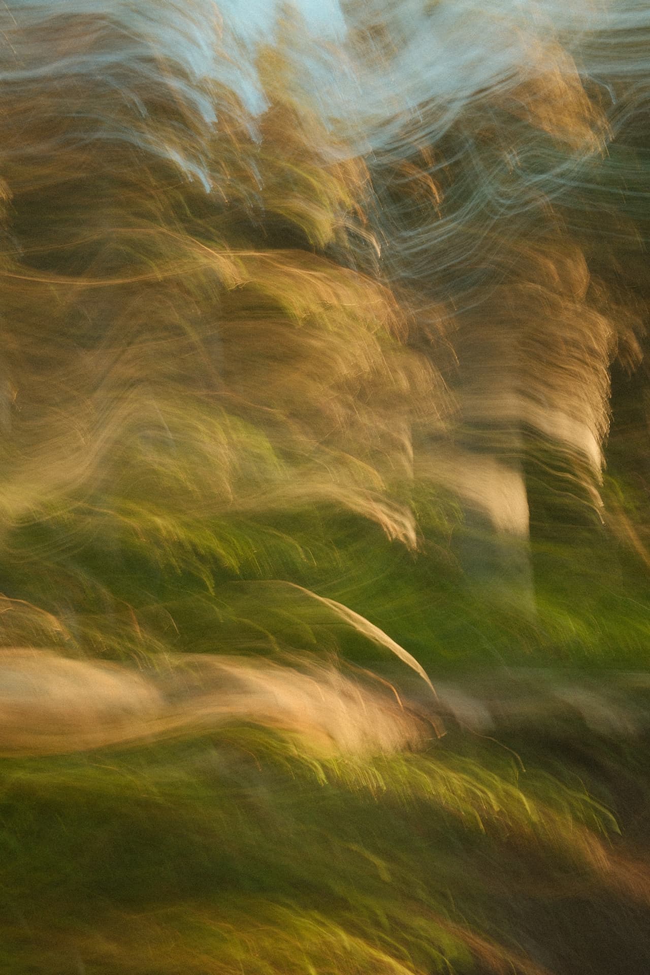 Golden grasses swept into motion blur at sunset