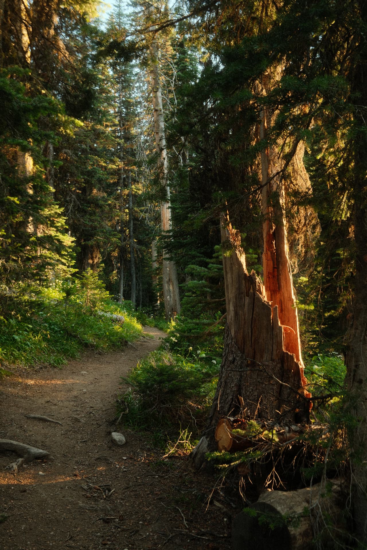 Evening light on a split trunk beside a forest trail